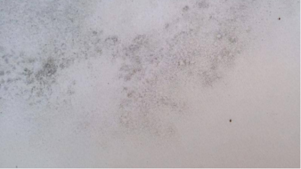 墻面老發(fā)霉？別擔(dān)心，昆明膩?zhàn)臃蹚S家有妙招